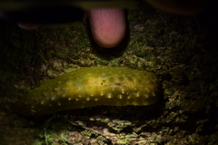 Athoracophorus papillatus