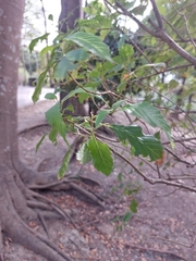 Quercus ithaburensis