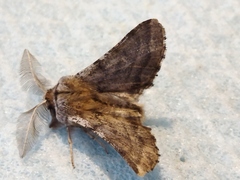 Apochima flabellaria