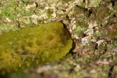 Athoracophorus papillatus