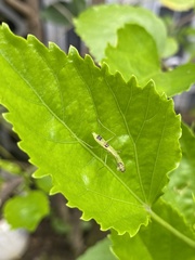 Odontomantis