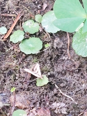 Diasemia accalis