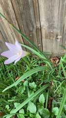 Zephyranthes