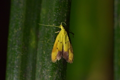 Gymnobathra flavidella