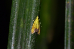 Gymnobathra flavidella
