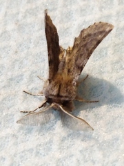 Apochima flabellaria