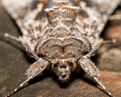 Autographa