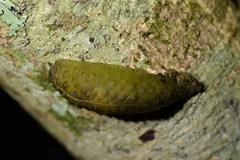 Athoracophorus papillatus