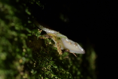 Australopacifica
