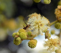 Eretmocera impactella