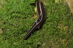 Australopacifica
