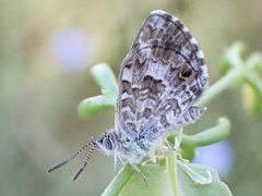 Theclinesthes serpentata serpentata