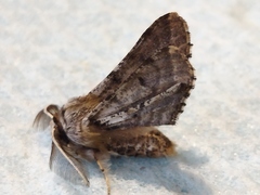 Apochima flabellaria