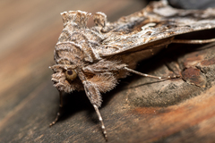 Autographa