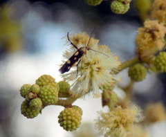 Eretmocera impactella