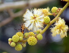 Eretmocera impactella