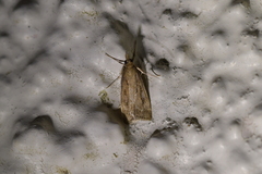 Eudonia octophora