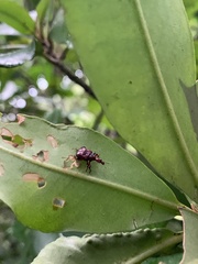 Paratrachelophorus nodicornis