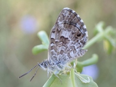 Theclinesthes serpentata serpentata