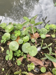 Hydrocotyle