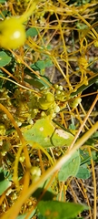 Cuscuta campestris