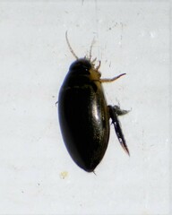 Thermonectus basillaris basillaris