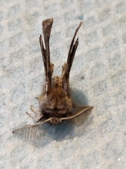 Apochima flabellaria