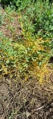 Cuscuta campestris