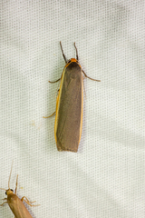 Palaeosia bicosta