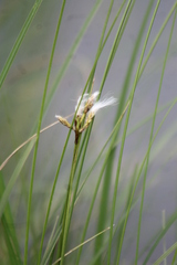 Eriophorum gracile
