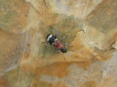 Thanasimus formicarius