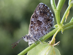 Theclinesthes serpentata serpentata