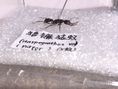 Harpegnathos venator