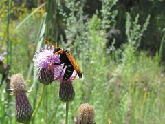 Parabatozonus lacerticida