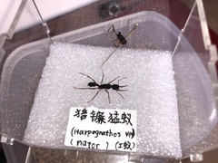 Harpegnathos venator