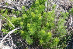 Senecio foeniculoides