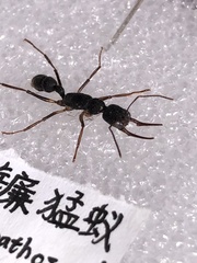 Harpegnathos venator