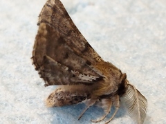 Apochima flabellaria