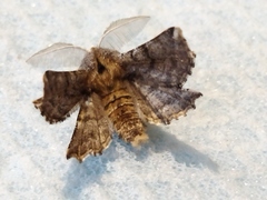 Apochima flabellaria