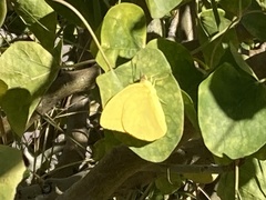 Phoebis agarithe fisheri