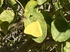 Phoebis agarithe fisheri