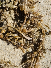 Sargassum sinclairii