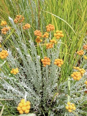 Helichrysum ammitophilum