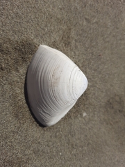 Crassula aequilatera