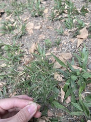Eragrostis
