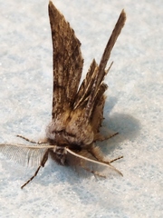 Apochima flabellaria