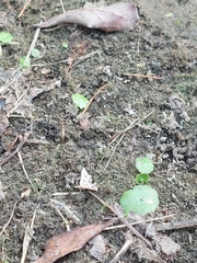Diasemia accalis