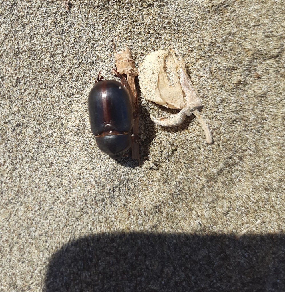 Large Sand Scarab from Waimakariri, NZ-CA, NZ on December 12, 2022 at ...