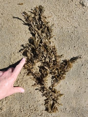 Sargassum sinclairii