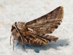 Apochima flabellaria